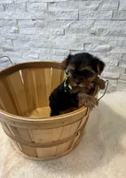 Full Akc Yorkie Thor Microchip , a male Yorkshire Terrier for sale in Schaumburg, IL – 3 of 3