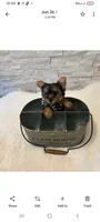 Full Akc Ace Teacup , a male Yorkshire Terrier for sale in Schaumburg, IL – 1 of 10