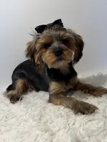 Full Akc Simba , a male Yorkshire Terrier for sale in Schaumburg, IL – 2 of 6