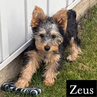 Full AKC Zeus Microchip, a male Yorkshire Terrier for sale in Schaumburg, IL – 2 of 4
