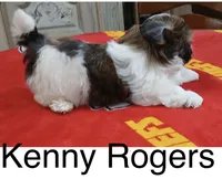 Kenny Rogers, a male Shih Tzu for sale in Saint Joseph, MO – 2 of 4