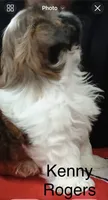 Kenny Rogers, a male Shih Tzu for sale in Saint Joseph, MO – 4 of 4