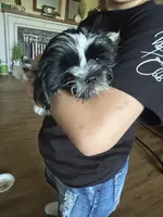 Porter , a male Shih Tzu for sale in Saint Joseph, MO – 8 of 10