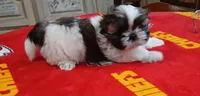 Kenny Rogers, a male Shih Tzu for sale in Saint Joseph, MO – 3 of 4