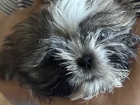 Kenny Rogers, a male Shih Tzu for sale in Saint Joseph, MO – 5 of 8