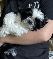 Porter , a male Shih Tzu for sale in Saint Joseph, MO – 6 of 10