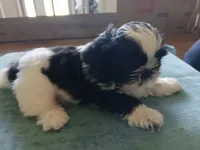 Conway, a male Shih Tzu for sale in Saint Joseph, MO – 2 of 6