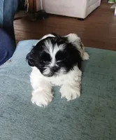 Conway, a male Shih Tzu for sale in Saint Joseph, MO – 3 of 6