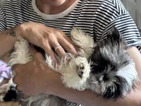 Kenny Rogers, a male Shih Tzu for sale in Saint Joseph, MO – 8 of 8