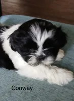 Conway, a male Shih Tzu for sale in Saint Joseph, MO – 5 of 6