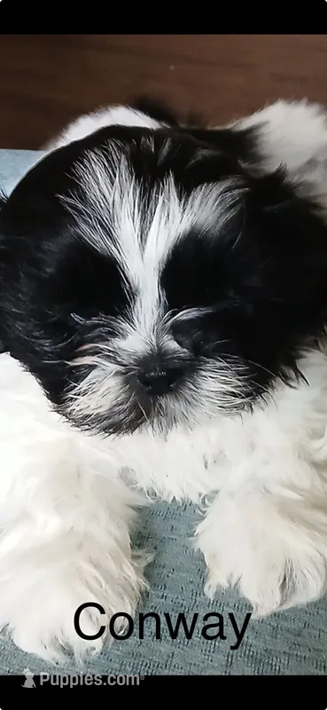 Conway – Shih Tzu puppy for sale in Saint Joseph, MO