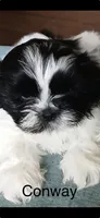 Conway, a male Shih Tzu for sale in Saint Joseph, MO – 1 of 6