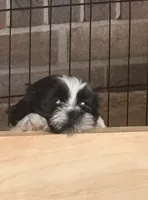 Porter , a male Shih Tzu for sale in Saint Joseph, MO – 4 of 5