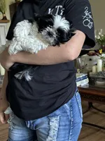 Conway, a male Shih Tzu for sale in Saint Joseph, MO – 9 of 10
