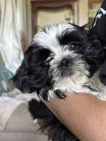Conway, a male Shih Tzu for sale in Saint Joseph, MO – 7 of 10