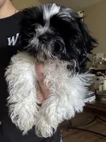 Porter , a male Shih Tzu for sale in Saint Joseph, MO – 9 of 10
