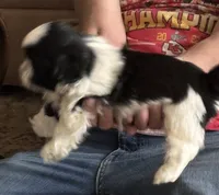 Porter , a male Shih Tzu for sale in Saint Joseph, MO – 5 of 5