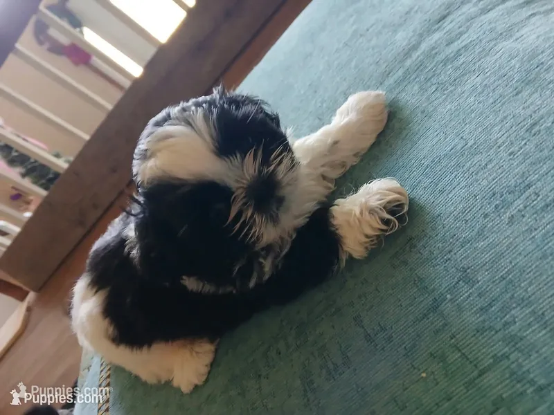 Porter  – Shih Tzu puppy for sale in Saint Joseph, MO