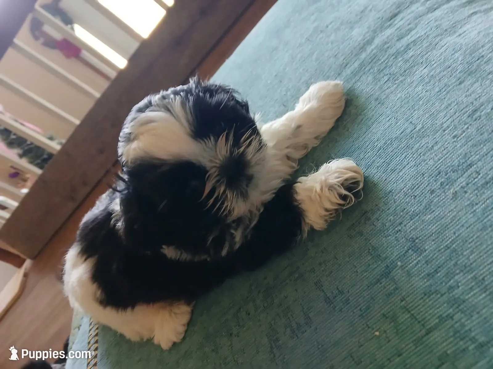 Porter , a male Shih Tzu for sale in Saint Joseph, MO – 1 of 5