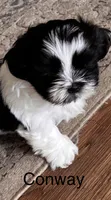Conway, a male Shih Tzu for sale in Saint Joseph, MO – 6 of 6