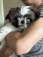 Kenny Rogers, a male Shih Tzu for sale in Saint Joseph, MO – 7 of 8