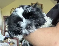 Porter , a male Shih Tzu for sale in Saint Joseph, MO – 7 of 10