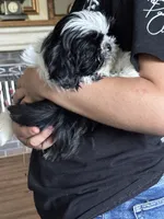 Conway, a male Shih Tzu for sale in Saint Joseph, MO – 8 of 10
