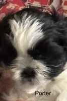 Porter , a male Shih Tzu for sale in Saint Joseph, MO – 3 of 5