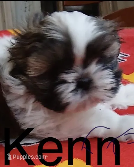 Kenny Rogers – Shih Tzu puppy for sale in Saint Joseph, MO