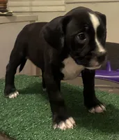 Brownie , a female American Bully for sale in Chicago, IL – 7 of 7