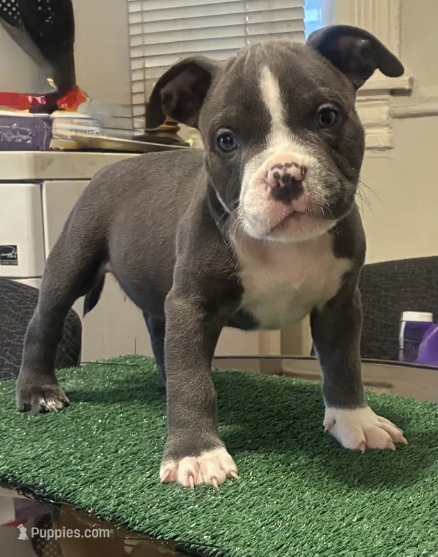 Tiny – American Bully puppy for sale in Chicago, IL