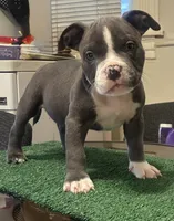 Tiny, a male American Bully for sale in Chicago, IL – 1 of 3