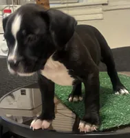 Brownie , a female American Bully for sale in Chicago, IL – 3 of 7