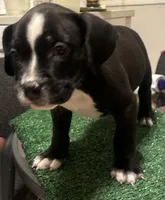 Brownie , a female American Bully for sale in Chicago, IL – 6 of 7