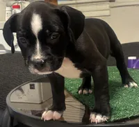 Brownie , a female American Bully for sale in Chicago, IL – 2 of 7