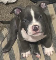 Tiny, a male American Bully for sale in Chicago, IL – 2 of 3