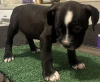 Brownie , a female American Bully for sale in Chicago, IL – 5 of 7