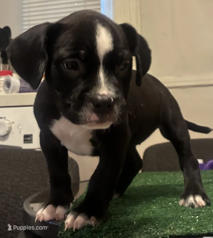 Brownie  – American Bully puppy for sale in Chicago, IL