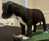 Brownie , a female American Bully for sale in Chicago, IL – 4 of 7