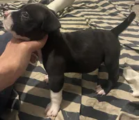 Blue, a male American Bully for sale in Chicago, IL – 4 of 5