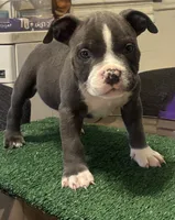 Tiny, a male American Bully for sale in Chicago, IL – 3 of 3