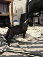 Blue, a male American Bully for sale in Chicago, IL – 3 of 5