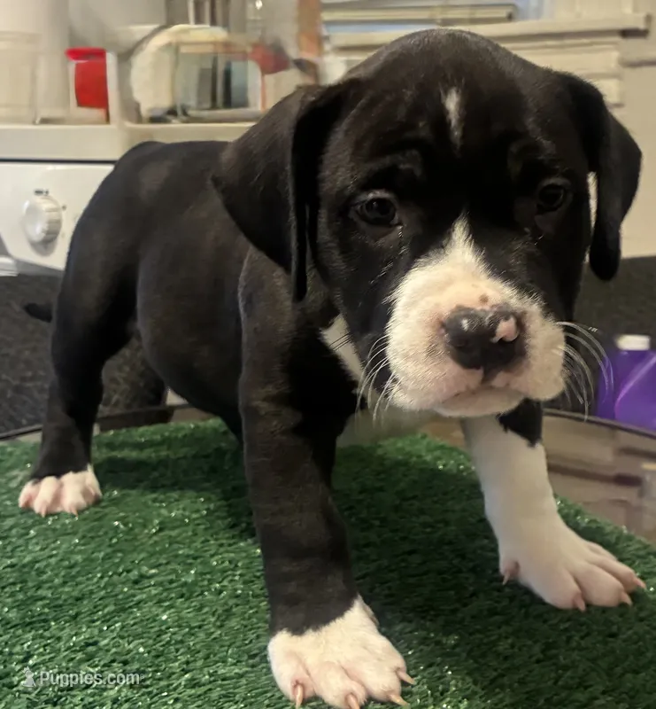 Blue – American Bully puppy for sale in Chicago, IL
