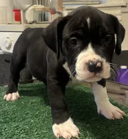 Blue, a male American Bully for sale in Chicago, IL – 1 of 5