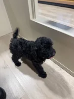 Mia, a female Poodle - Miniature  for sale in Clermont, FL – 3 of 4