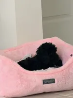 Mia, a female Poodle - Miniature  for sale in Clermont, FL – 2 of 4