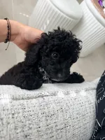 Mia, a female Poodle - Miniature  for sale in Clermont, FL – 4 of 4