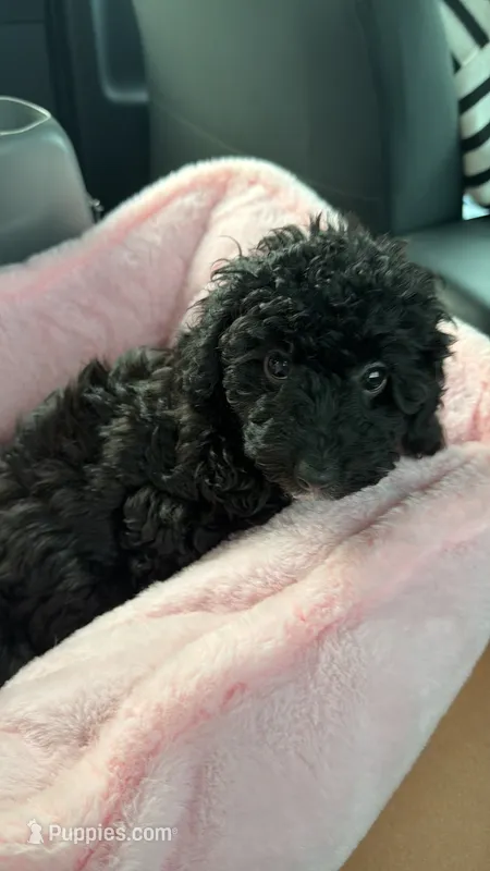 Mia – Poodle - Miniature  puppy for sale in Clermont, FL