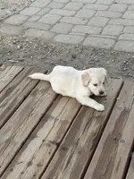 Lino, a male Golden Retriever for sale in Campo, CA – 2 of 4