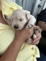 Lino, a male Golden Retriever for sale in Rancho Cucamonga, CA – 2 of 3